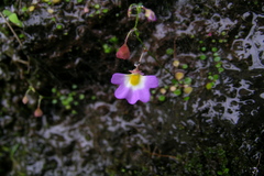Utricularia striatula